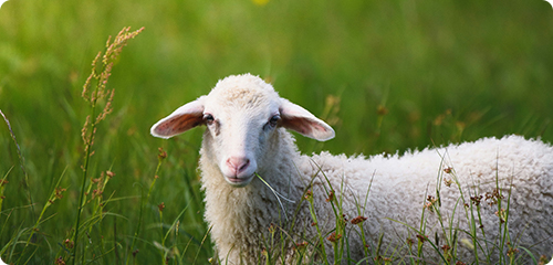 Goat Milk